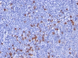 Immunohistochemical staining of human tonsil tissue with IGKC antibody (Cat. No. X2782M)